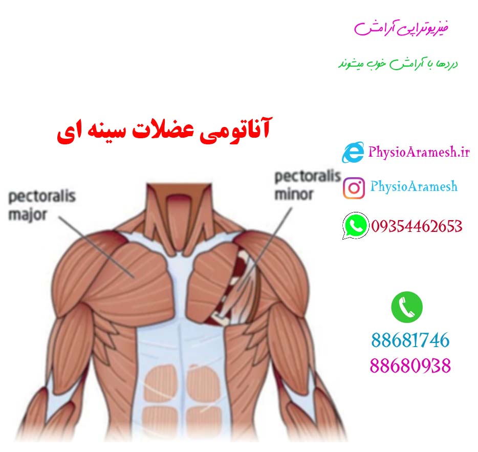 درد عضله سینه ای در بدنسازی | فیزیوتراپی آرامش